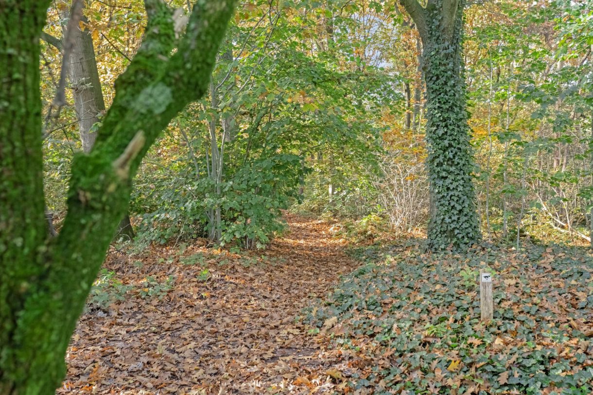 Te koop: Foto Woonhuis aan de Heidehof 2 in Odiliapeel